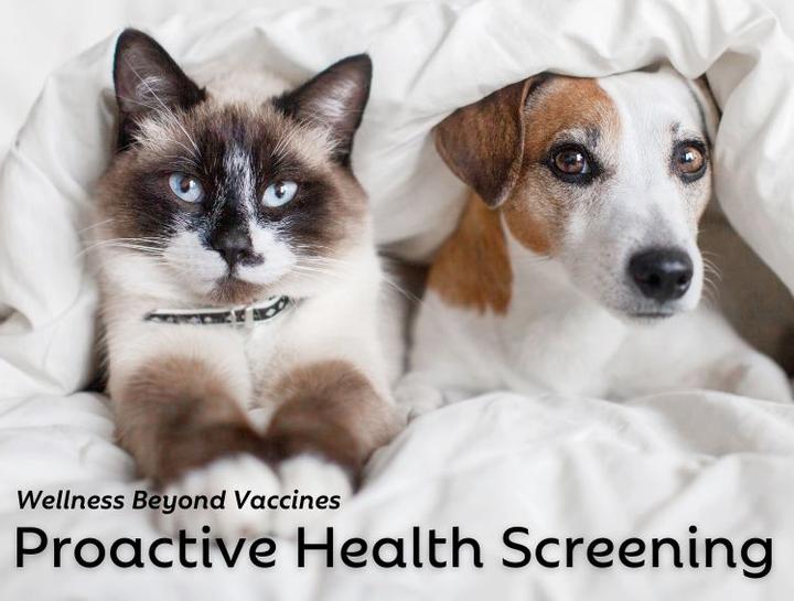 Proactive Health Screening For Your Pet